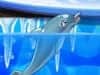 Capture d'écran de My Dolphin Show 8